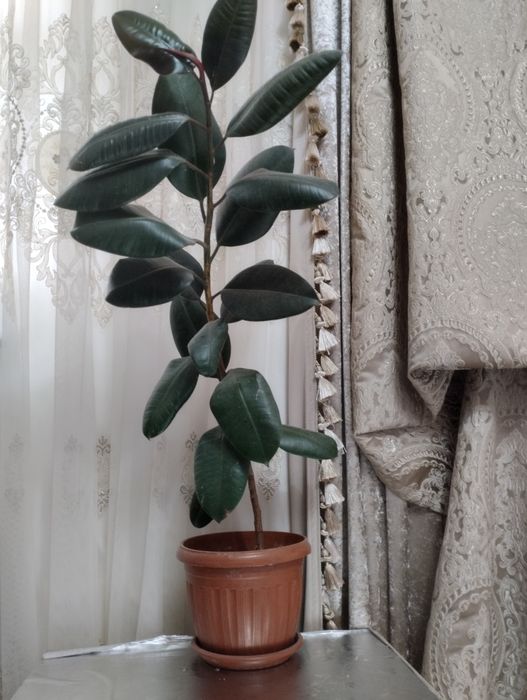 Ofis va uy uchun gullar