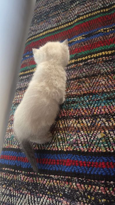 Котки британски късокосмести