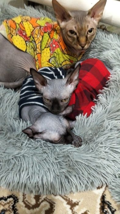 Предлагается кот для вязки