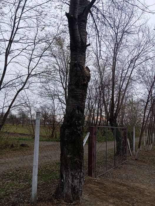 Cireș buștean activ