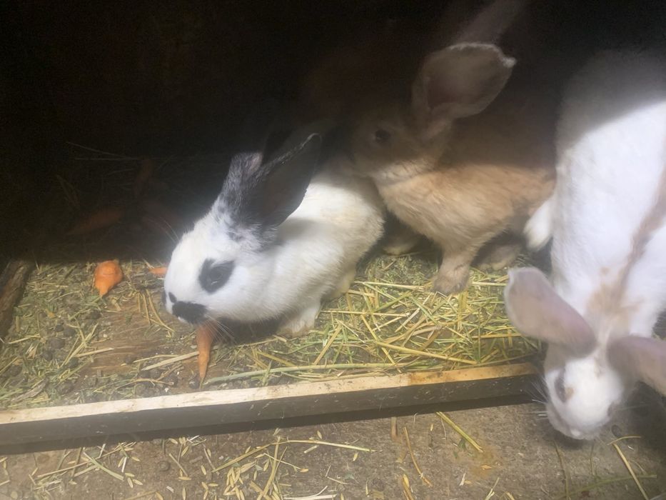 Налични зайци различни породи