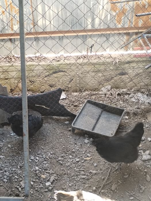 Продам 3курей и цыплят