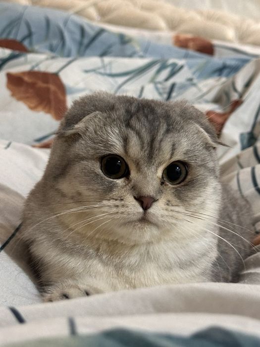 Skotish fold va straight mushikchalari