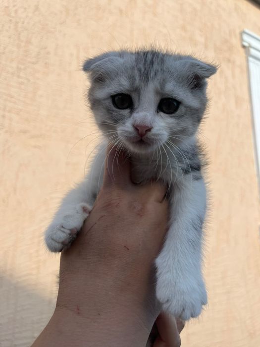 Продаю котёнка 1.5 месяцев