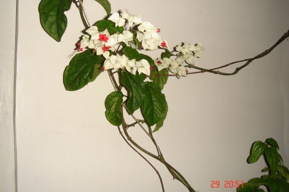 Продаю цветы сорок видов и удобрения для цветов