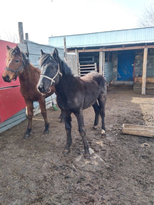 Семіз тай сатылады