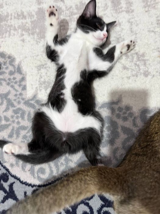 mushuk bor hadyaga yahshi qaredigan insonlarga beriladi