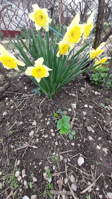 Zambile, narcise ,muscari albastru