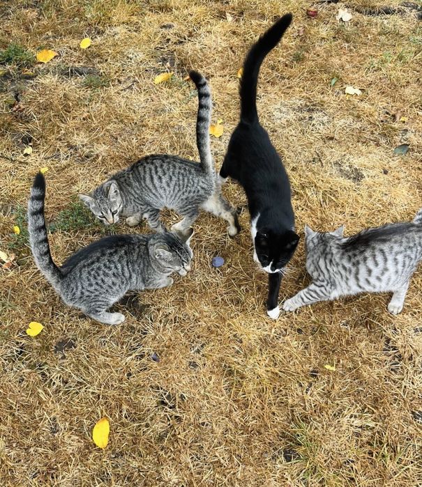 Adopție  pisici