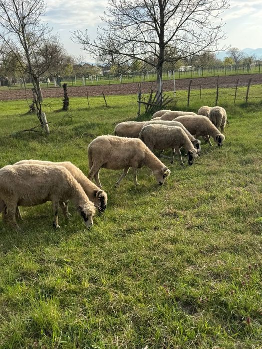 Se vinde 12 oițe  ‼️