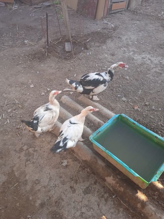 Индаутка сатылады