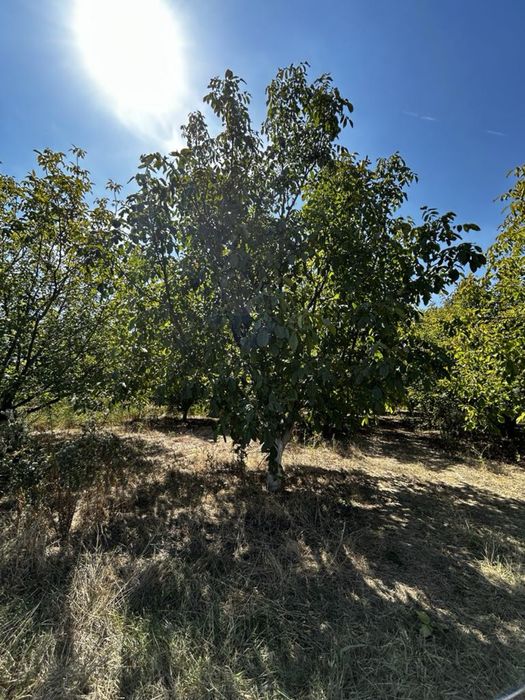 Орехова градина  село Цалапца Орта хан