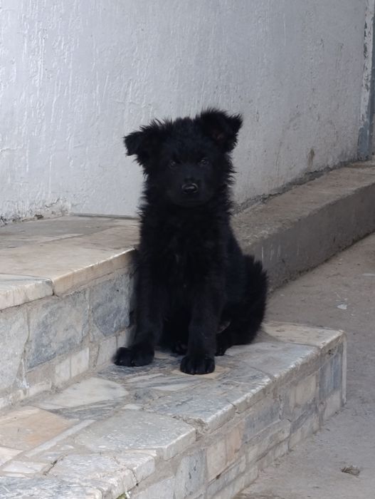 Щенок немецкой овчарки длинношерстной