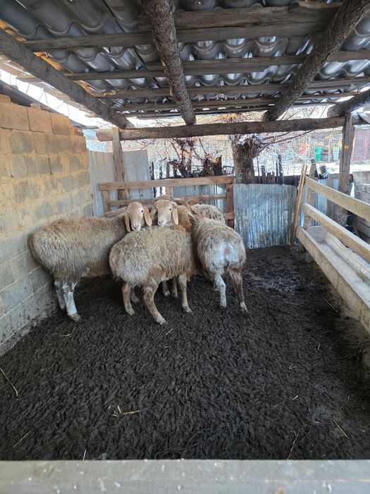 Гиссар козы кошкарлар