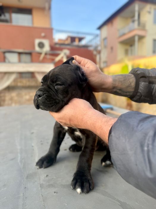 Кученца кане корсо италяно, от чистокръвни родословни родители,шоу кла