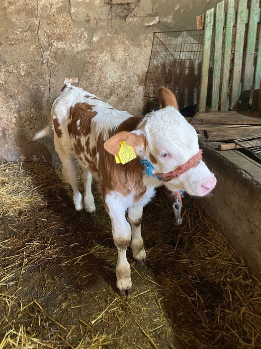 Vaca cu vițel    De vânzare