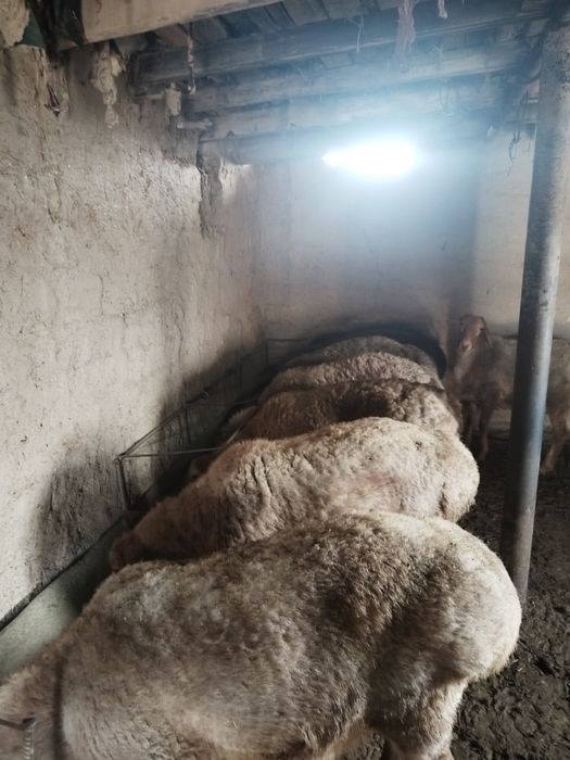 Toza arashan  sotiladi nasilik uchun