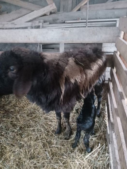 Қозылы қой сатылады .