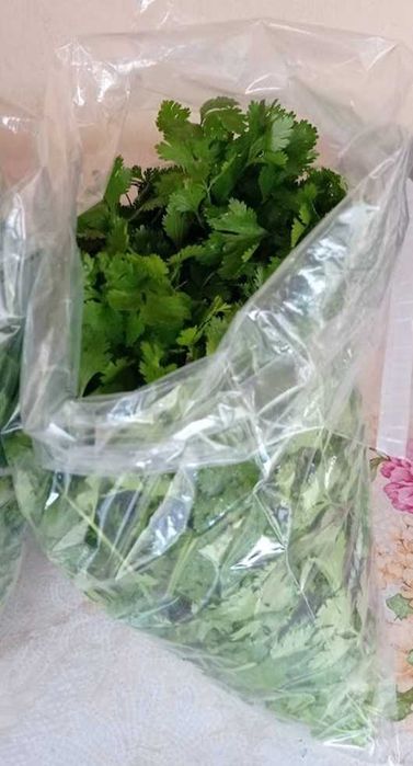 Răsaduri mentaolandeza cimbrisor salvie busuioc