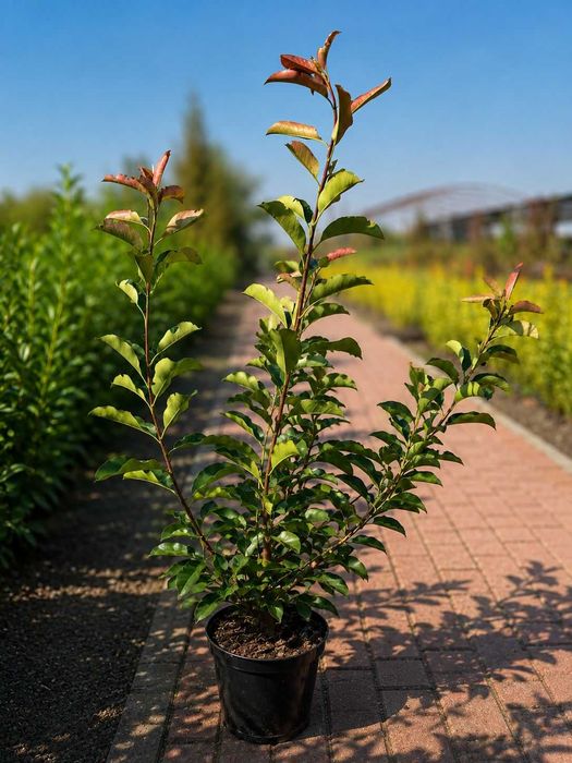 Gard Viu Premium: Photinia Red Robin,  Prunus Laurocerasus, Ligustrum Aureum in  Timis