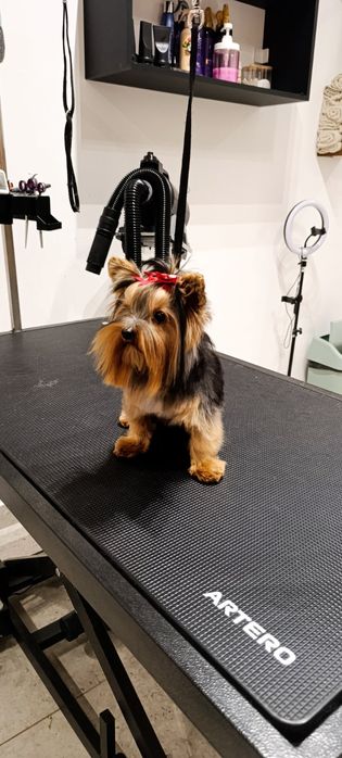 Мини Йоркширски териер