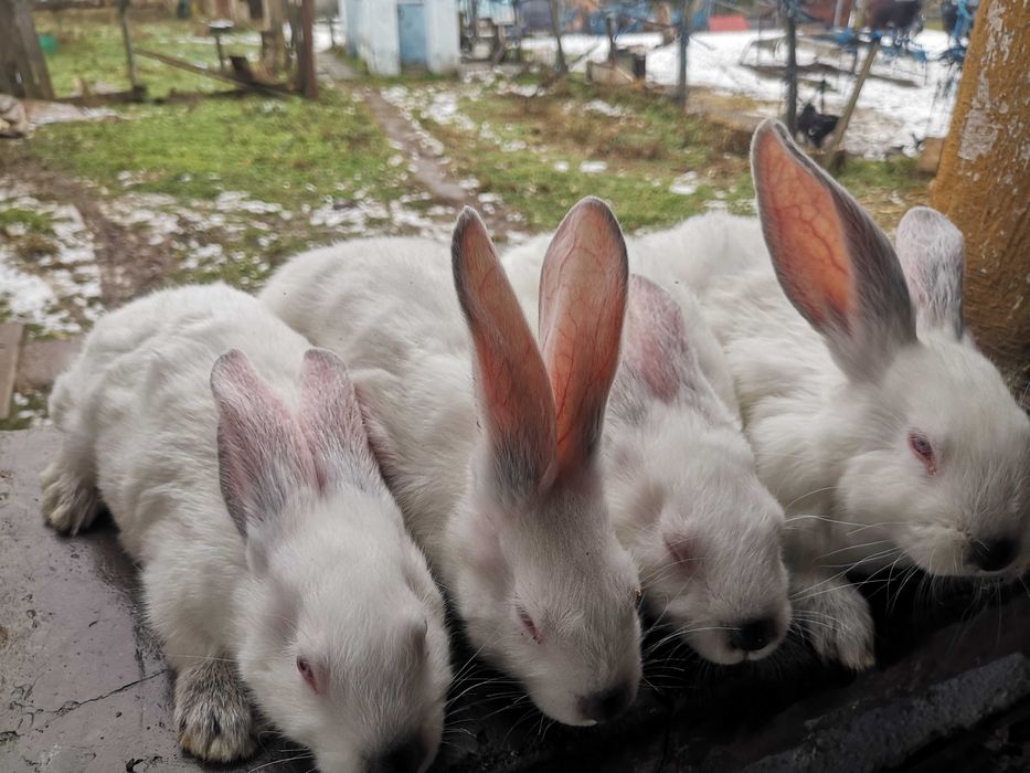 Iepuri Hycole Francez – rasă bună pentru carne