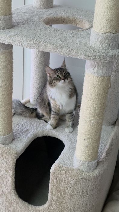 Котенок девочка стерилизованная