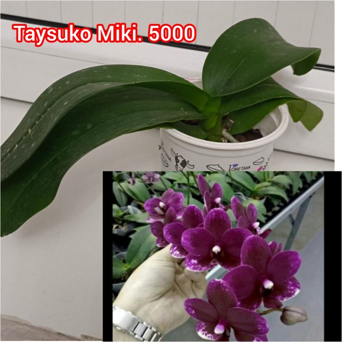 Орхидеи сортовые