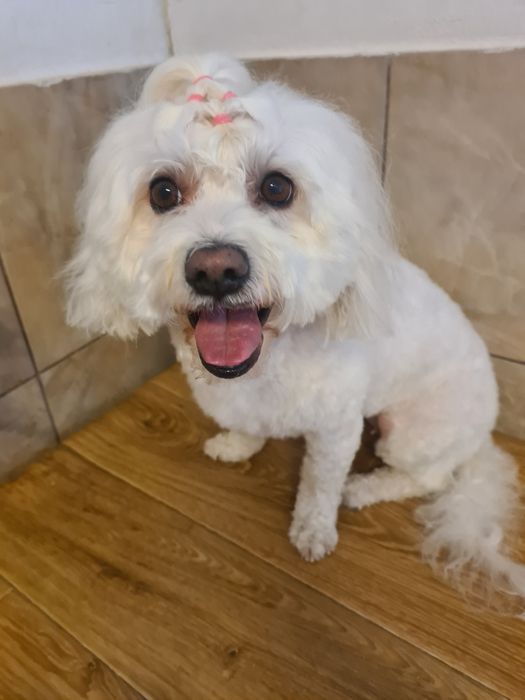 Toaletaj Canin Gheorgheni