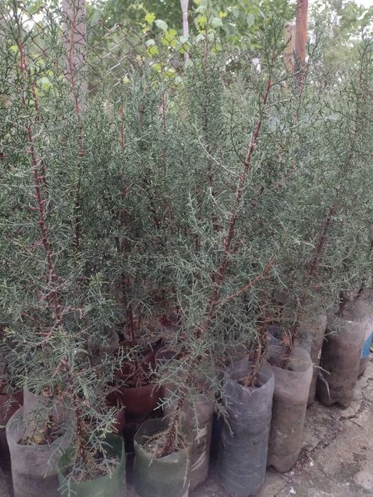 Дърво кипарѝс (Cupressus sempervirens)