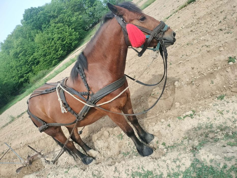 Mînză de vînzare mînza are 3 ani jumate și se vinde cu ștraf și ham  este foarte cuminte