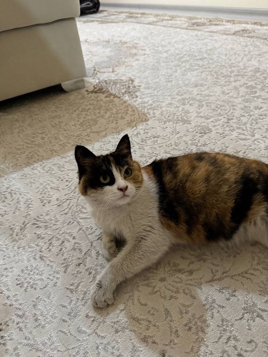 Отдадим кошку в хорошие руки