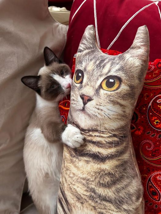 Отдам в хорошие руки кошку