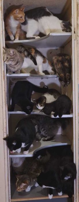 кот кошка котенок