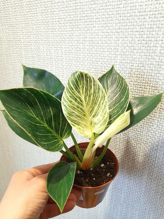 Продам Филодендрон Биркин