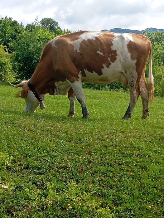 Vaca de vîndut din 3 August , fără vițel este de al treilea vițel 0034604962466vinde fară vițel.