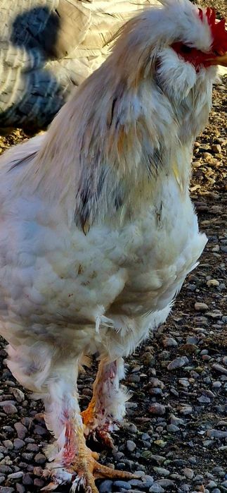 Vand cocosi de rasa sau de taiat