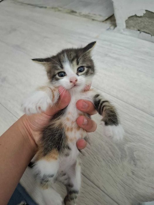 отдам котят в добрые руки