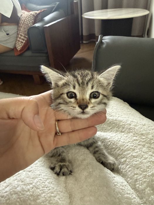 Котенки милые сладкие