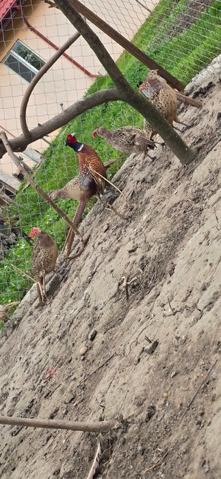 Vand pauni si fazani