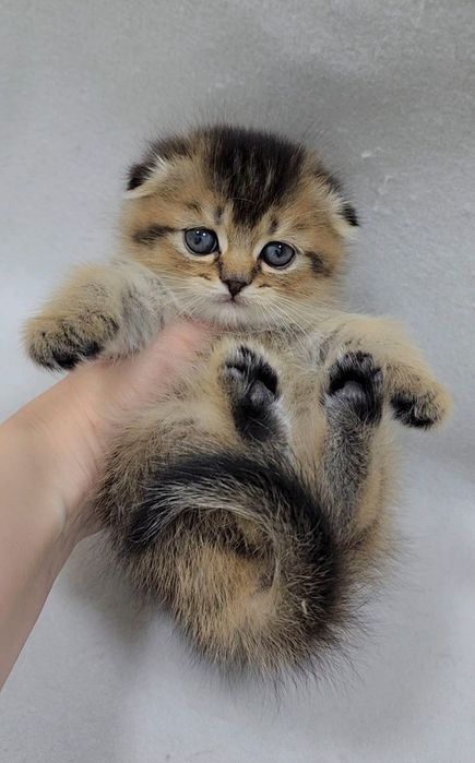 Девочка скотиш фолд