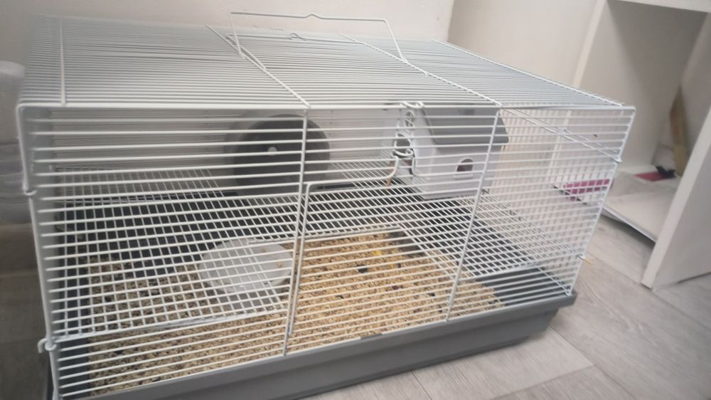 продам 2х крыс декоративных
