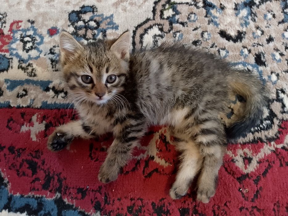 Кошка домашняя..