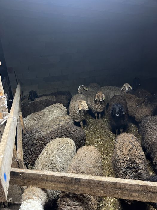 Қой тоқты сатылады