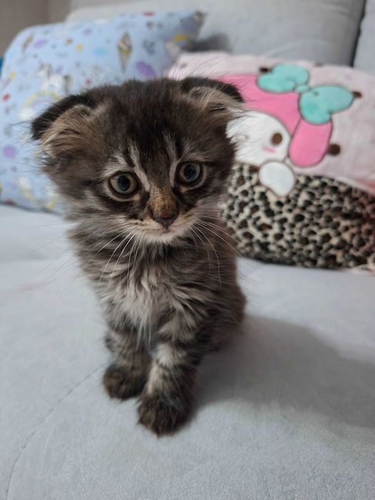 Продам котенка Вислоушка