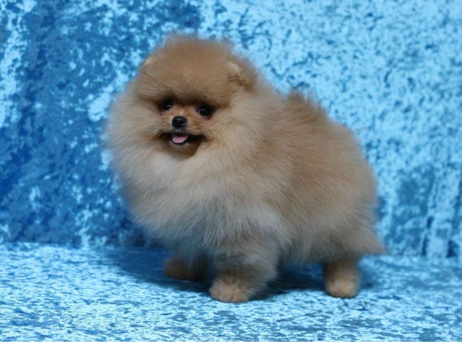 Бронь шпица ватсап