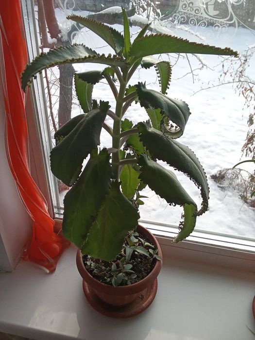 Продам алой и живое дерево.