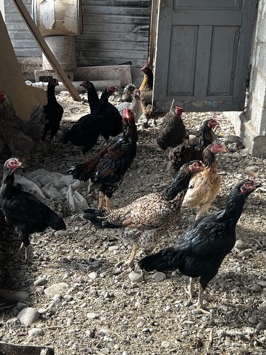 Продам бойцовых курей петухов