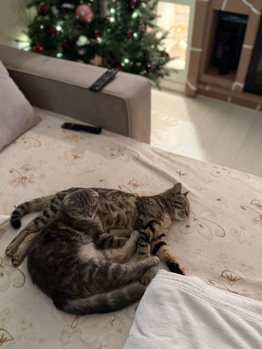 Кошечки стерилизованные