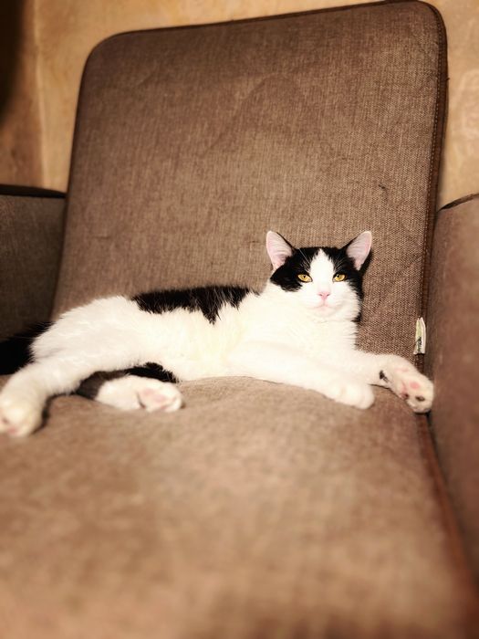 Очень тактильный котик в добрые руки